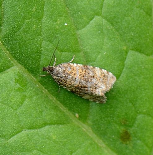Phiaris sp.